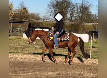 American Quarter Horse, Ogier, 20 lat, 149 cm, Kasztanowata