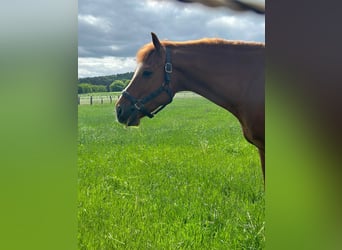 American Quarter Horse, Ogier, 20 lat, 149 cm, Kasztanowata