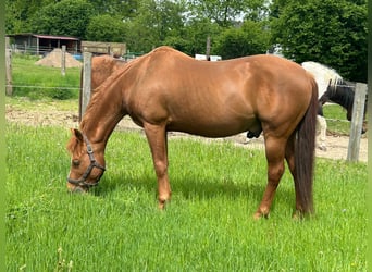 American Quarter Horse, Ogier, 20 lat, 149 cm, Kasztanowata