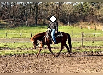 American Quarter Horse, Ogier, 20 lat, 149 cm, Kasztanowata