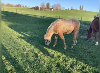 American Quarter Horse, Ogier, 2 lat, 140 cm, Izabelowata