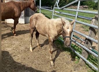 American Quarter Horse, Ogier, 2 lat, 140 cm, Izabelowata