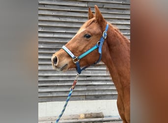 American Quarter Horse, Ogier, 2 lat, 140 cm, Kasztanowata