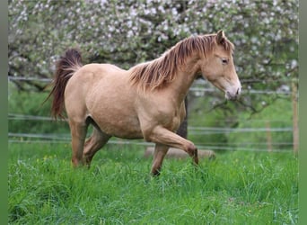 American Quarter Horse, Ogier, 2 lat, 140 cm, Szampańska