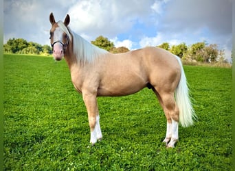 American Quarter Horse, Ogier, 2 lat, 141 cm, Izabelowata