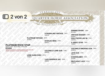 American Quarter Horse, Ogier, 2 lat, 142 cm, Skarogniada