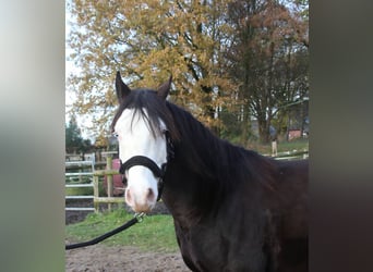 American Quarter Horse, Ogier, 2 lat, 142 cm, Skarogniada