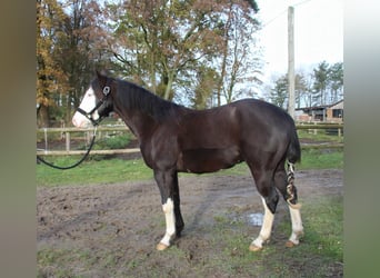 American Quarter Horse, Ogier, 2 lat, 142 cm, Skarogniada