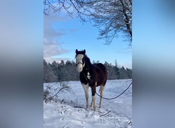 American Quarter Horse, Ogier, 2 lat, 145 cm, Gniada