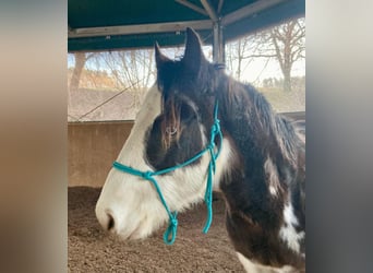 American Quarter Horse, Ogier, 2 lat, 145 cm, Gniada