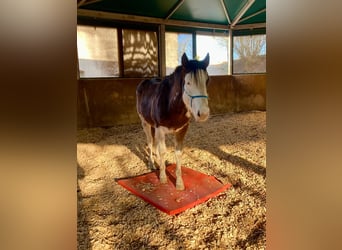 American Quarter Horse, Ogier, 2 lat, 145 cm, Gniada
