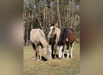 American Quarter Horse, Ogier, 2 lat, 145 cm, Gniada