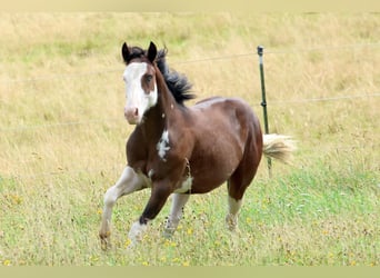 American Quarter Horse, Ogier, 2 lat, 145 cm, Gniada