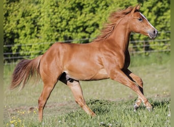 American Quarter Horse, Ogier, 2 lat, 145 cm, Kasztanowata