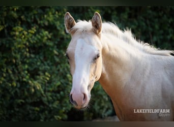 American Quarter Horse, Ogier, 2 lat, 146 cm, Izabelowata