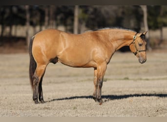 American Quarter Horse, Ogier, 2 lat, 147 cm, Jelenia