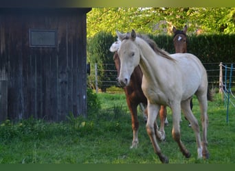 American Quarter Horse Mix, Ogier, 2 lat, 147 cm, Szampańska