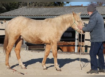 American Quarter Horse, Ogier, 2 lat, 148 cm, Izabelowata