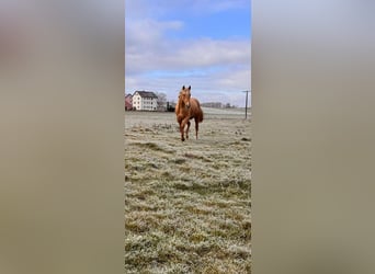 American Quarter Horse, Ogier, 2 lat, 148 cm, Izabelowata