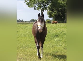American Quarter Horse, Ogier, 2 lat, 148 cm, Skarogniada