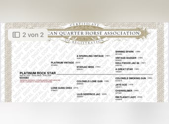 American Quarter Horse, Ogier, 2 lat, 148 cm, Skarogniada