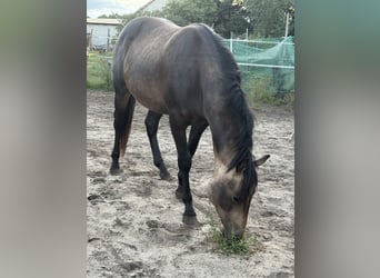 American Quarter Horse, Ogier, 2 lat, 149 cm, Jelenia