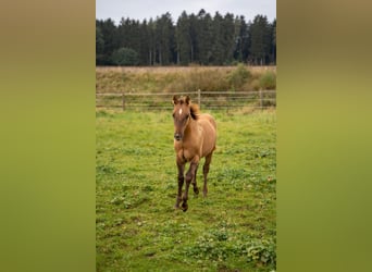 American Quarter Horse, Ogier, 2 lat, 150 cm, Bułana