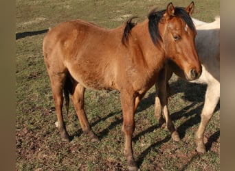 American Quarter Horse, Ogier, 2 lat, 150 cm, Bułana