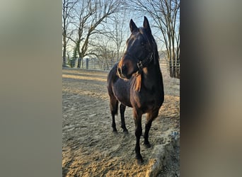 American Quarter Horse, Ogier, 2 lat, 150 cm, Ciemnogniada