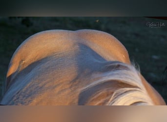 American Quarter Horse, Ogier, 2 lat, 150 cm, Izabelowata