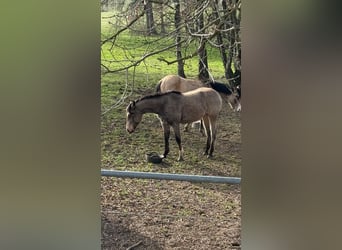 American Quarter Horse, Ogier, 2 lat, 150 cm, Jelenia