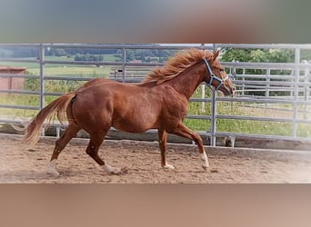 American Quarter Horse, Ogier, 2 lat, 150 cm, Kasztanowata