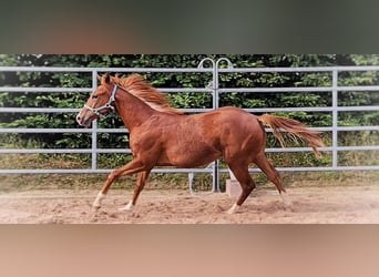 American Quarter Horse, Ogier, 2 lat, 150 cm, Kasztanowata