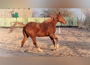 American Quarter Horse, Ogier, 2 lat, 150 cm, Kasztanowata