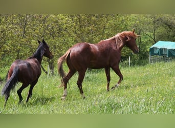 American Quarter Horse, Ogier, 2 lat, 150 cm, Kasztanowata