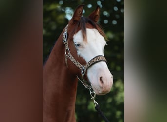 American Quarter Horse, Ogier, 2 lat, 150 cm, Overo wszelkich maści