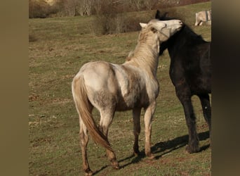 American Quarter Horse, Ogier, 2 lat, 150 cm, Perlino