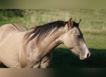 American Quarter Horse, Ogier, 2 lat, 152 cm, Bułana