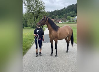 American Quarter Horse Mix, Ogier, 2 lat, 152 cm, Bułana
