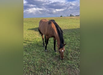 American Quarter Horse, Ogier, 2 lat, 152 cm, Formy Brown Falb