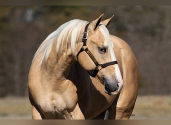 American Quarter Horse, Ogier, 2 lat, 152 cm, Izabelowata