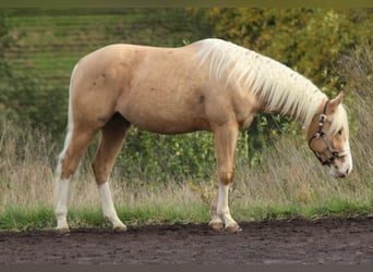 American Quarter Horse, Ogier, 2 lat, 152 cm, Izabelowata