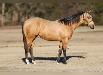 American Quarter Horse, Ogier, 2 lat, 152 cm, Jelenia