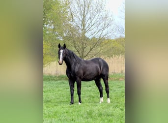 American Quarter Horse, Ogier, 2 lat, 152 cm, Kara