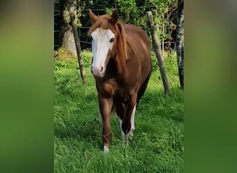 American Quarter Horse, Ogier, 2 lat, 155 cm, Ciemnokasztanowata