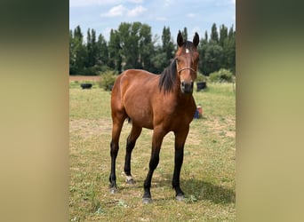 American Quarter Horse Mix, Ogier, 2 lat, 155 cm, Gniada