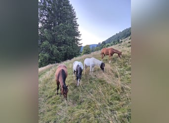 American Quarter Horse, Ogier, 2 lat, 155 cm, Gniada