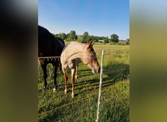 American Quarter Horse, Ogier, 2 lat, 158 cm, Kasztanowatodereszowata