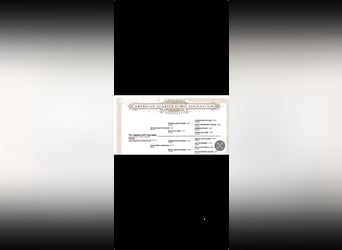 American Quarter Horse, Ogier, 2 lat, Ciemnokasztanowata