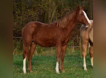 American Quarter Horse, Ogier, 2 lat, Ciemnokasztanowata